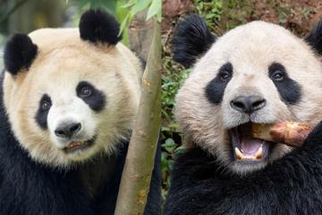 ¡Ternura total! Conoce a Yun Chuan y Xin Bao los nuevos pandas...